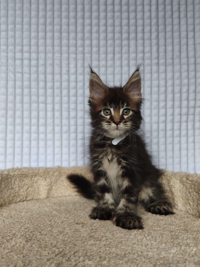 Nolan Maine Coon polydactyl male, black tabby