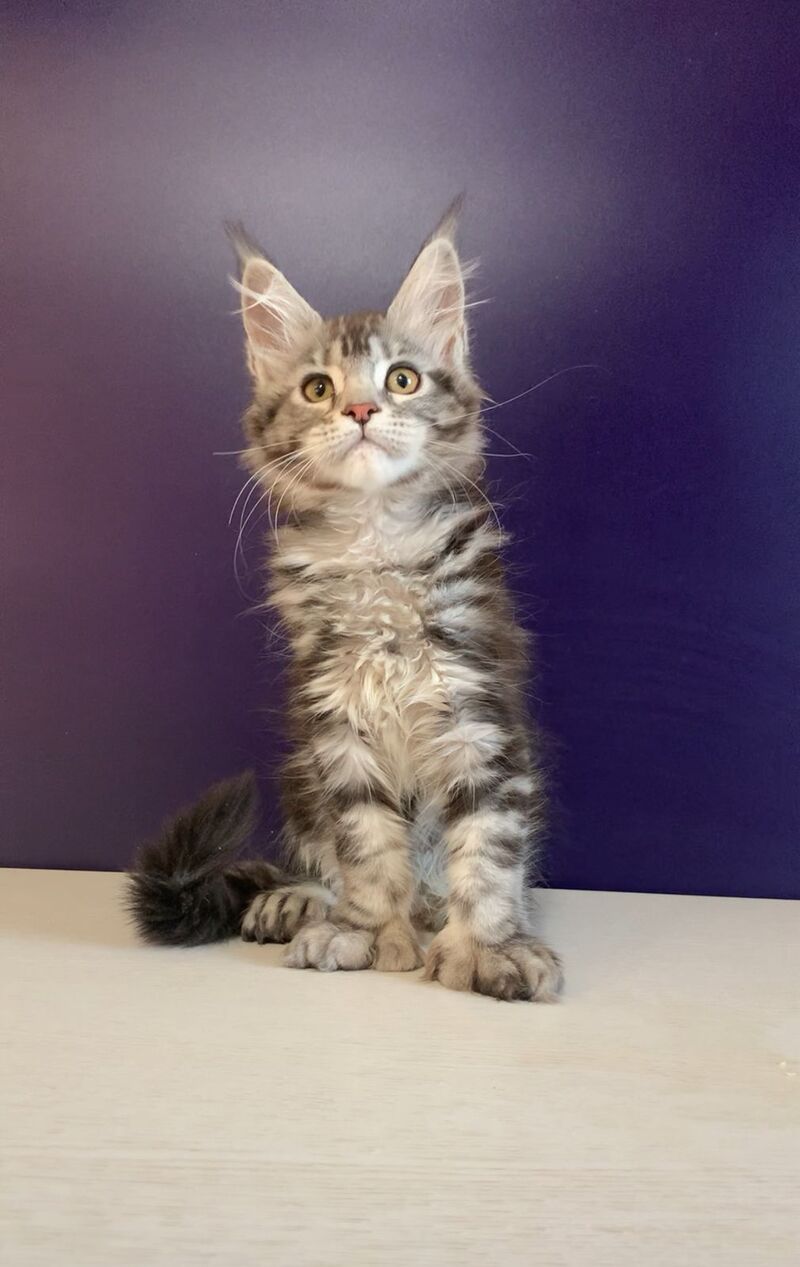 Oregona Maine Coon polydactyl female, black silver tabby