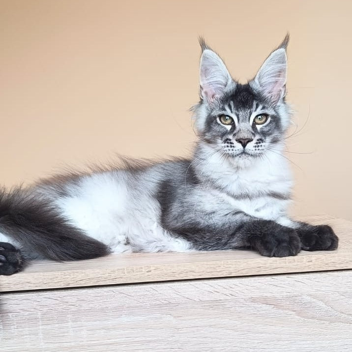 Espiro Maine Coon male, black silver ticked tabby