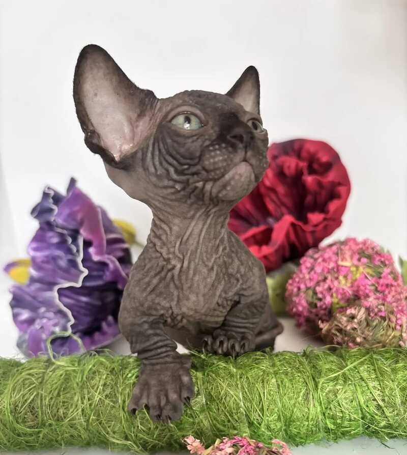 Bali Bambino male black - live animals