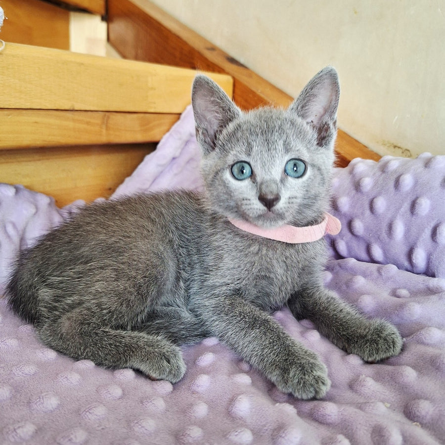 Cream Russian Blue female, blue