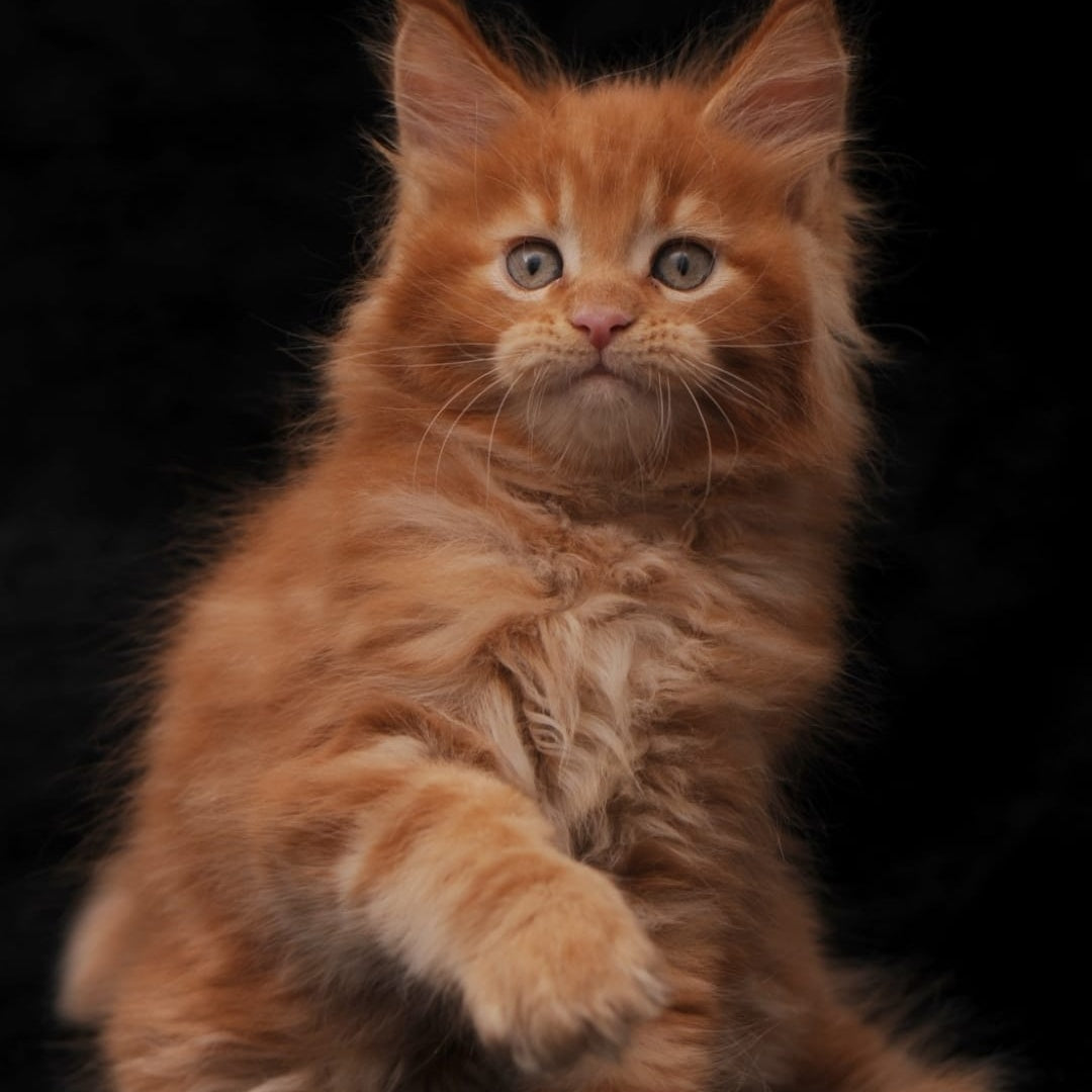 Sem Maine Coon male, red