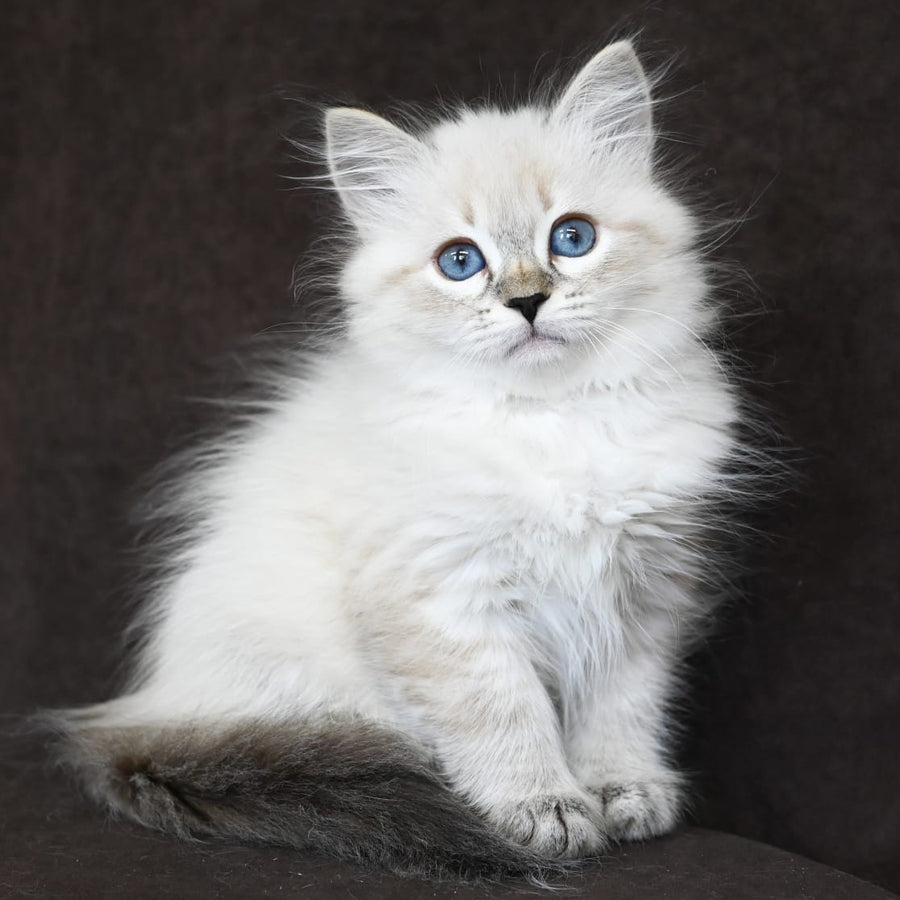 Kurt Siberian male, seal tabby pointed