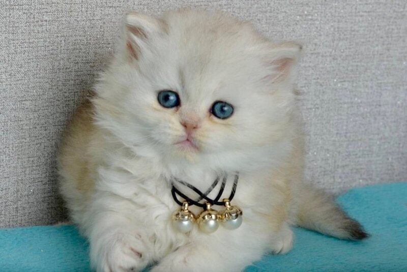Rina Scottish Straight female black silver shaded - live animals