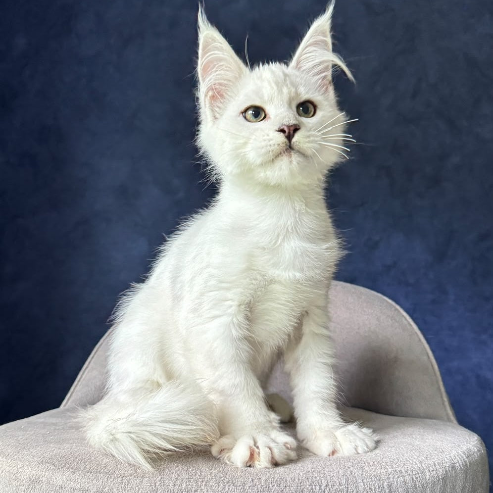 Evin Maine Coon male, black silver shaded