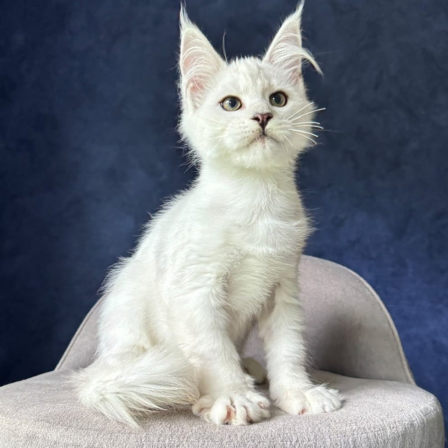 Evin Maine Coon male, black silver shaded