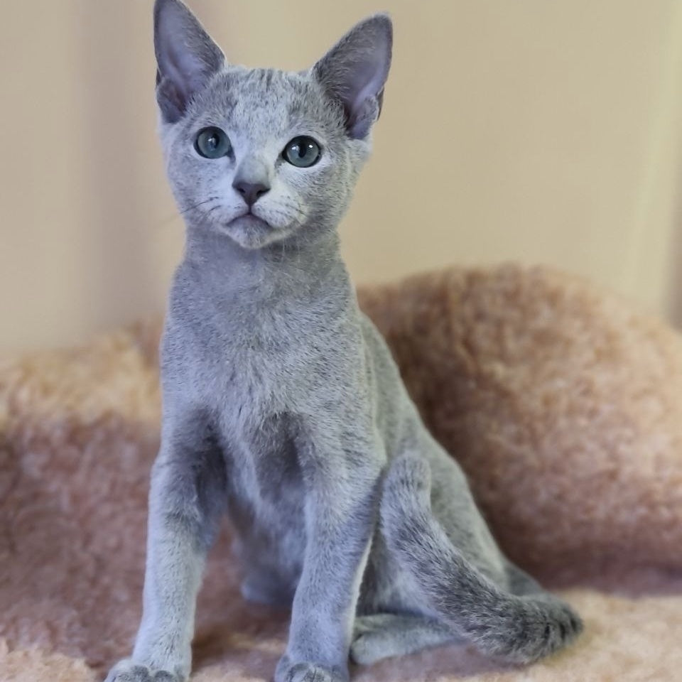 Les Russian Blue male, blue