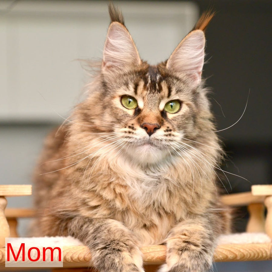 Yavanna Maine Coon female, black tabby