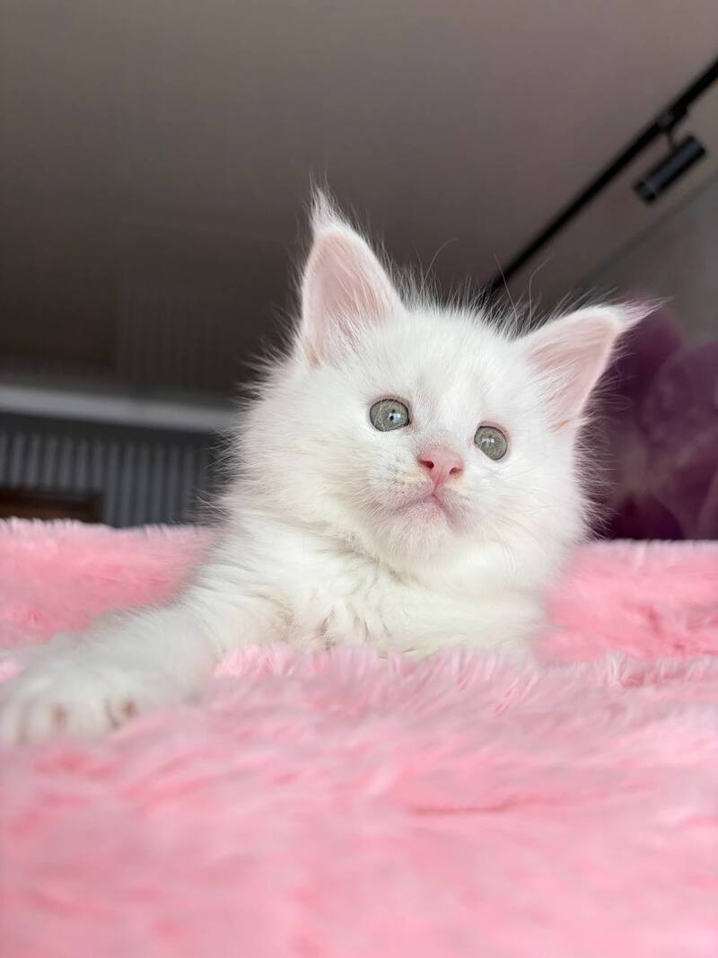 White Angel Maine Coon male white - live animals