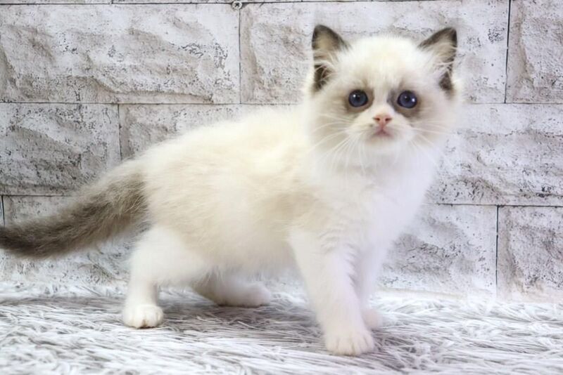 Hector Ragdoll male, seal bicolour