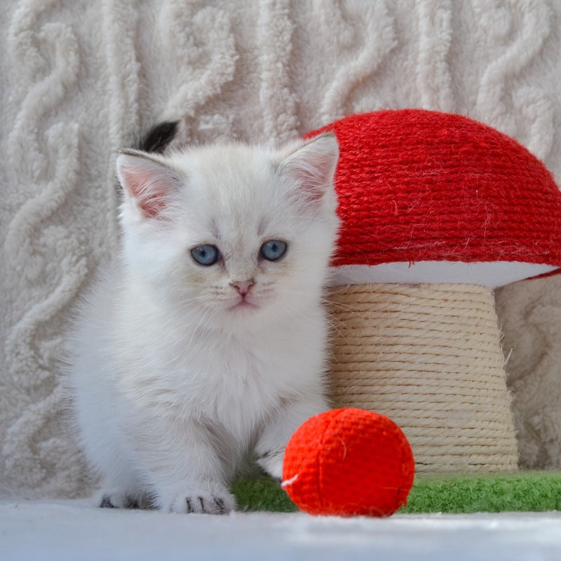 Hailey British Shorthair female, black golden shaded pointed