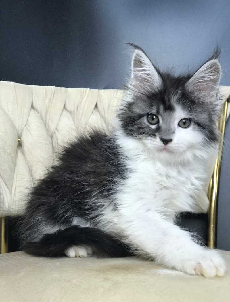 Winston Maine Coon male, black tabby bicolour
