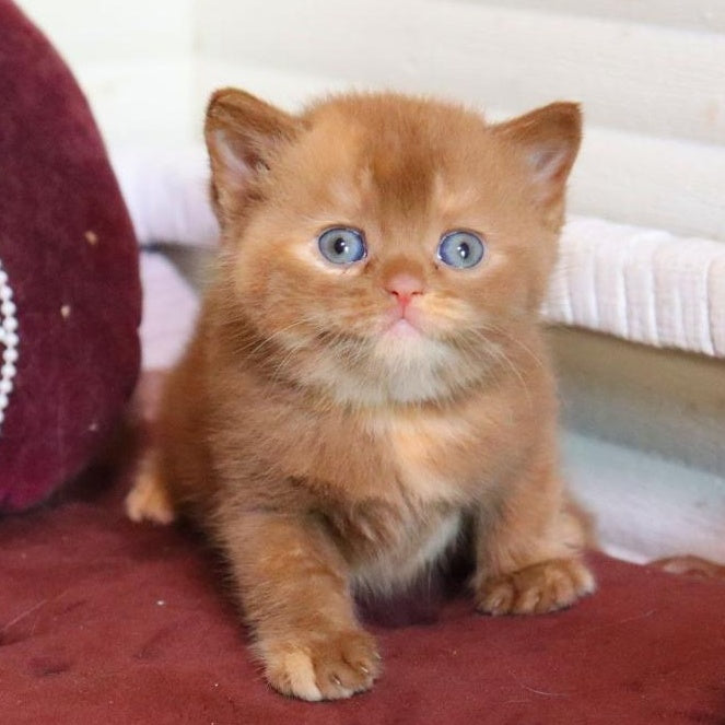 Rebecca British Shorthair female, cinnamon tortie