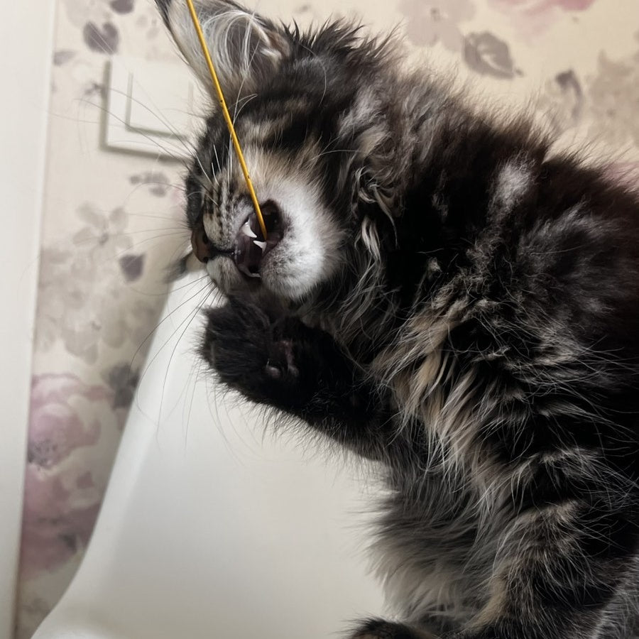 Sebastian Maine Coon male, black tabby