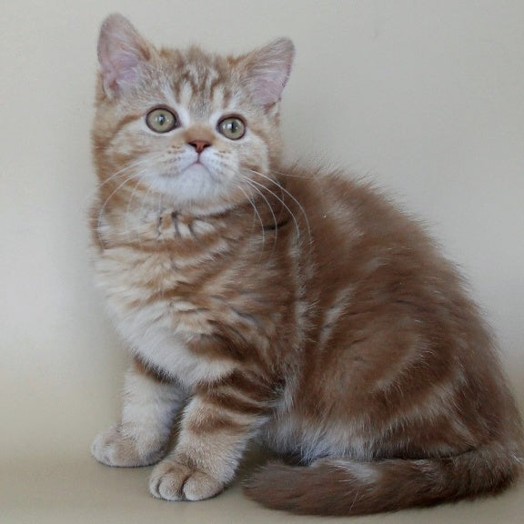Tasha Scottish Straight male, cinnamon tabby