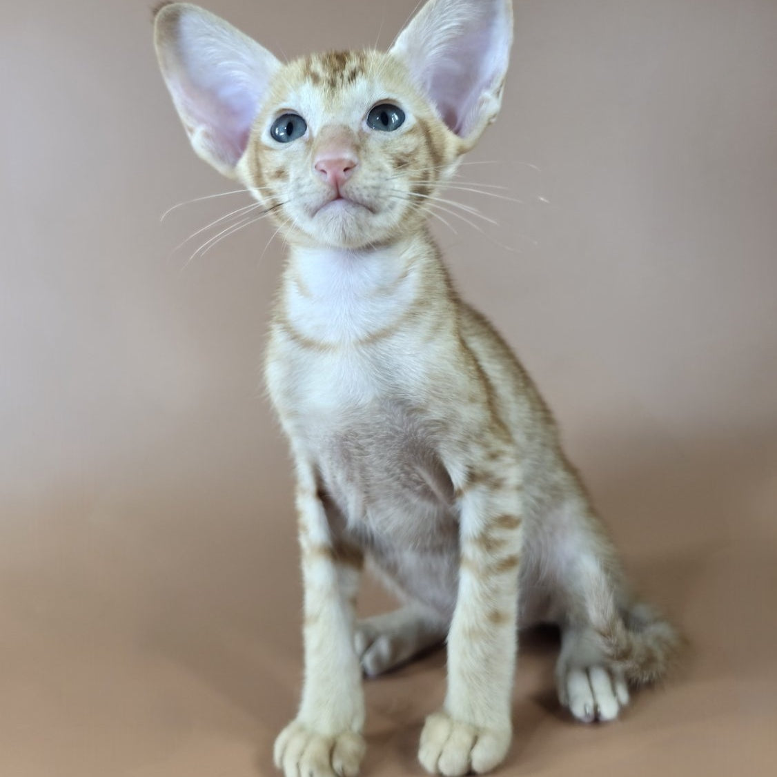 Jafar Oriental Shorthair male, red