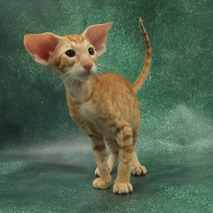 Zаnder Oriental Shorthair male, red spotted tabby