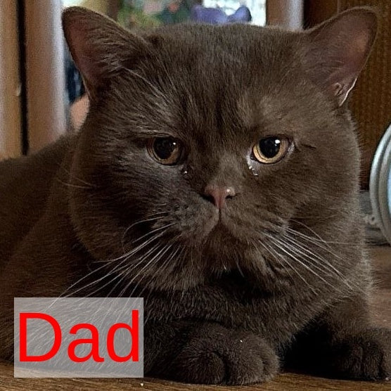 Rita British Shorthair female, chocolate