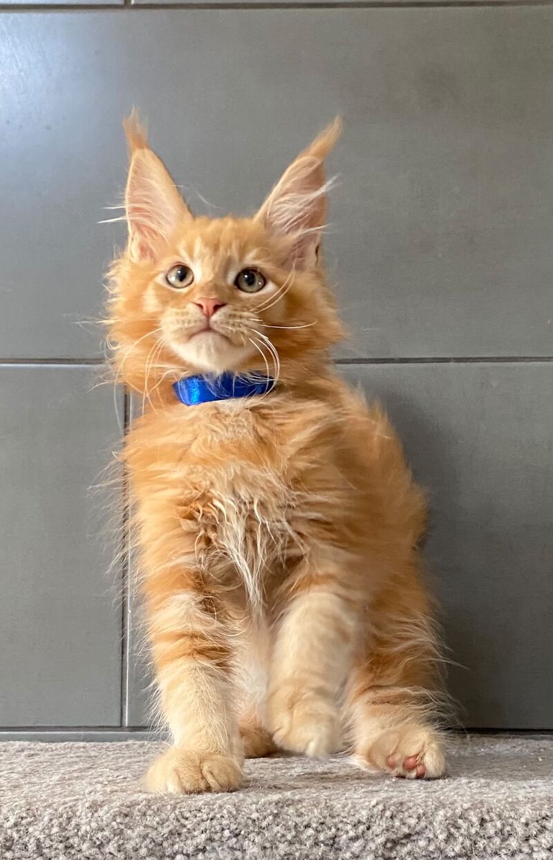 Winnipeg Maine Coon male, red tabby