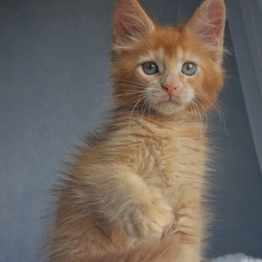 Princ Maine Coon male, red