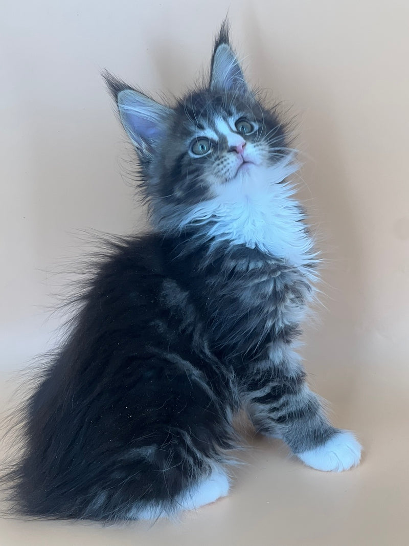 Bershka Maine Coon female, black tortie tabby bicolour