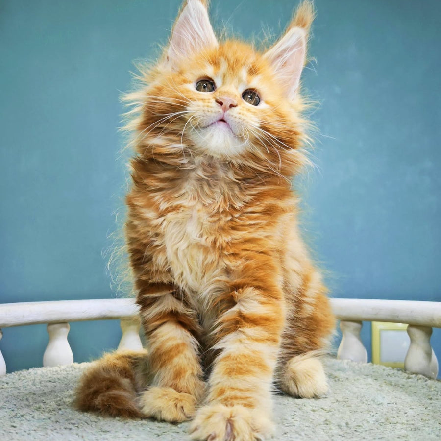 Izabel Maine Coon female, red tabby