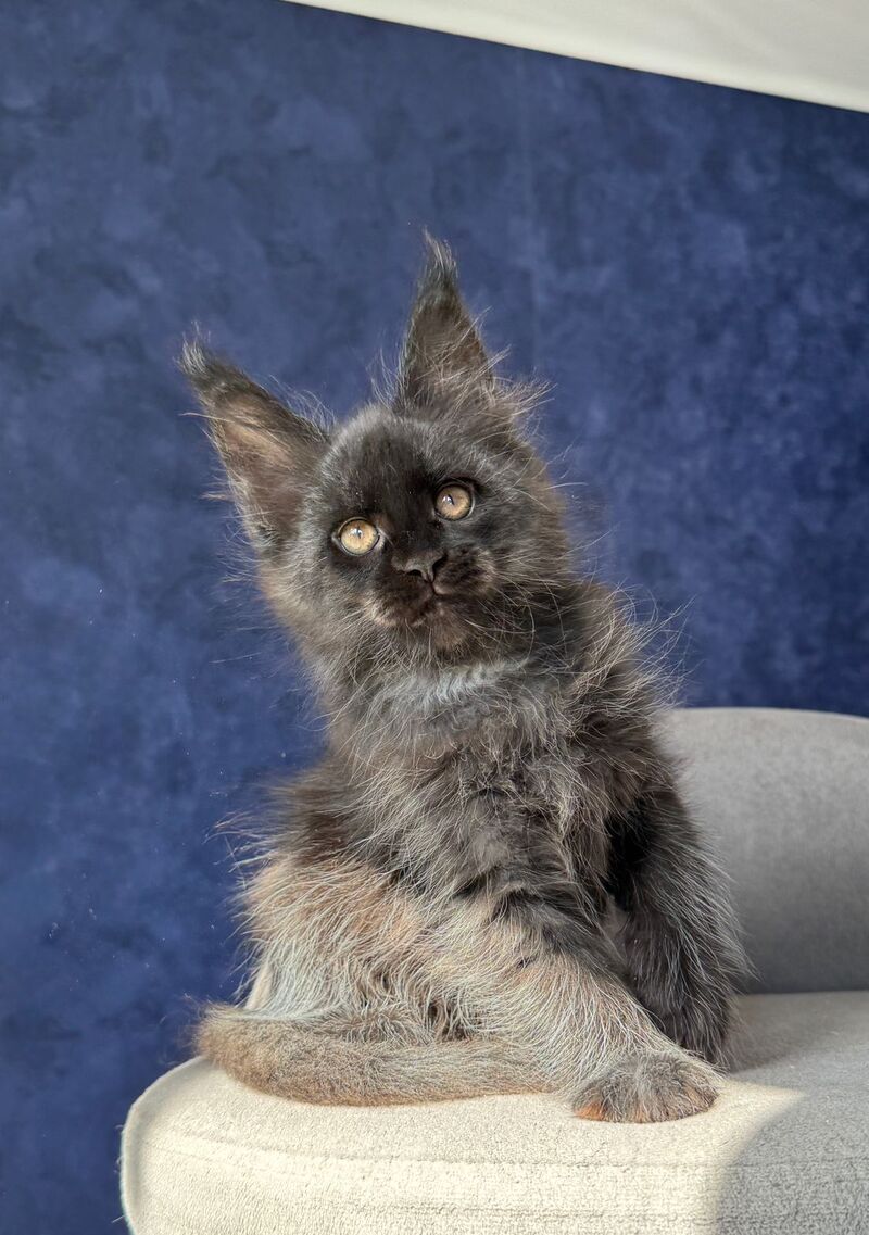 Azari Maine Coon female black silver with white - live animals