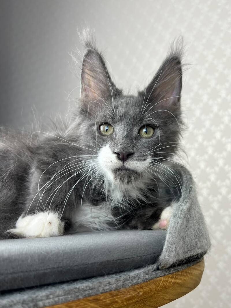 Nautilus Maine Coon male, blue with white