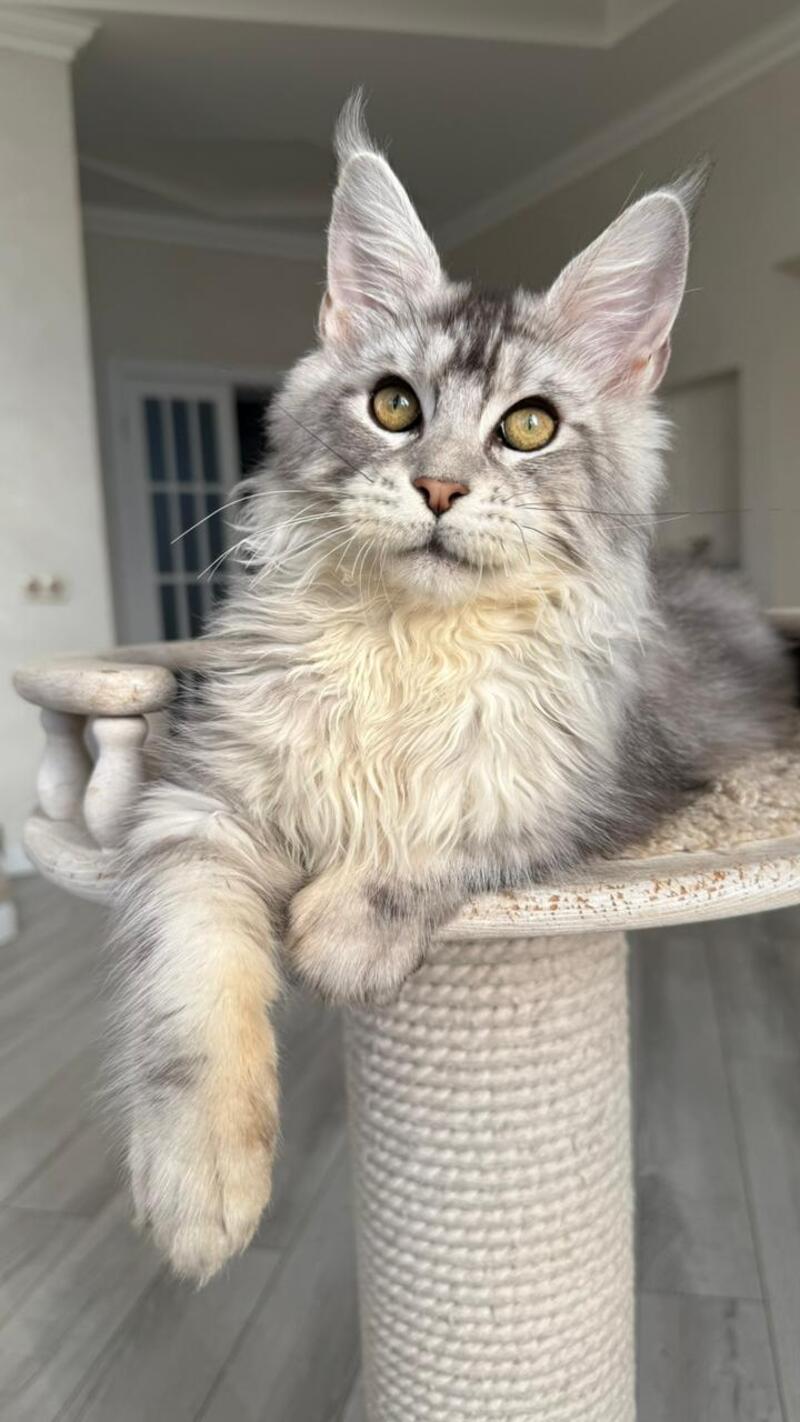 Jerry Maine Coon male, black silver ticked tabby