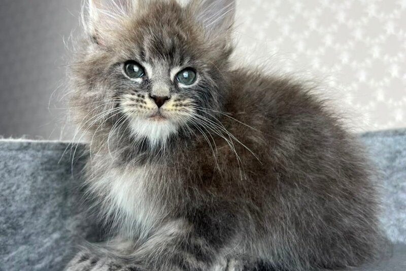 Pop Star Maine Coon male, blue tabby