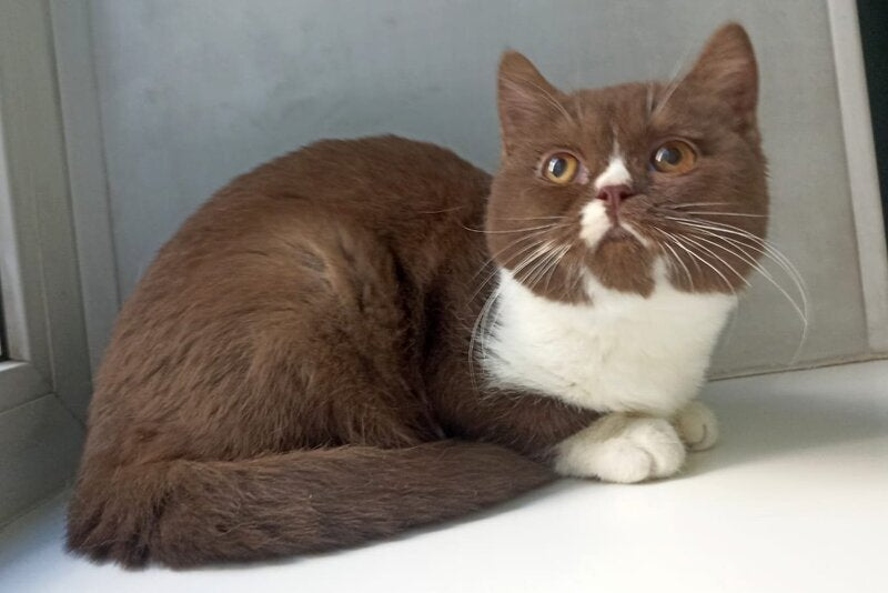 Bella British Shorthair female, cinnamon bicolour