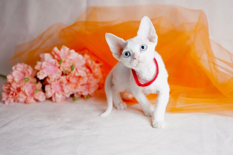 Naitiri Devon Rex female white - live animals
