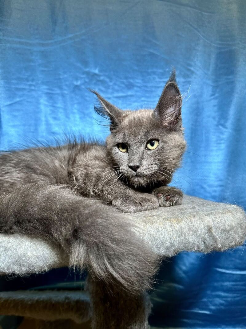 Marcus Maine Coon male, blue