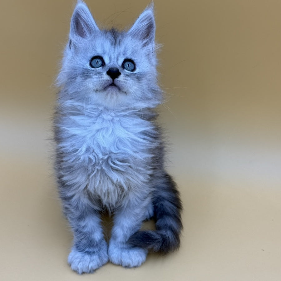 Hey jay Maine Coon polydactyl 6x6x6x6 male, black silver tabby