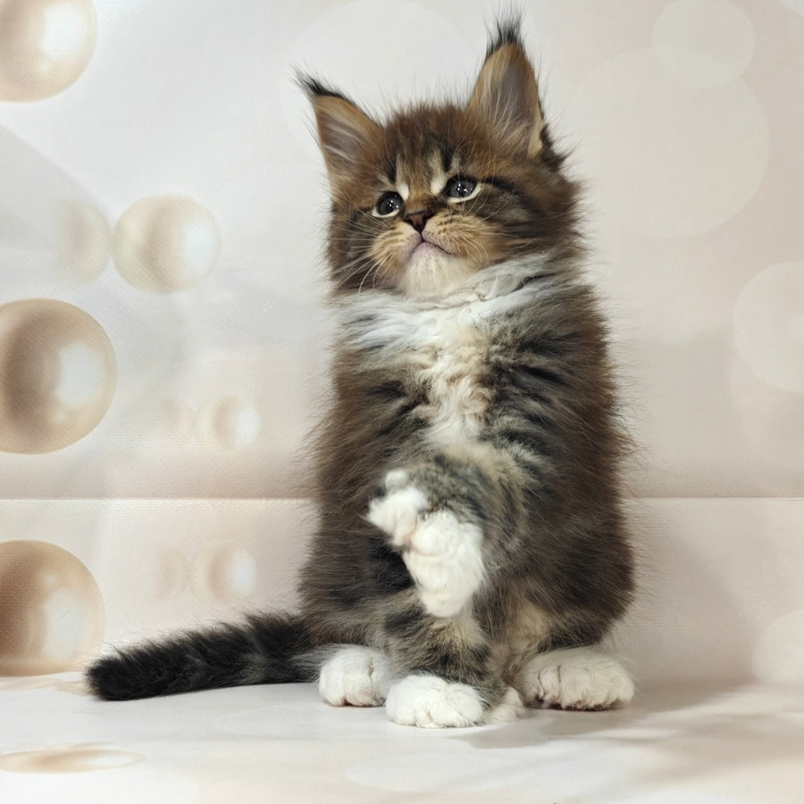Sheriff Maine Coon polydactyl 6x6x6x6 male, black tabby with white