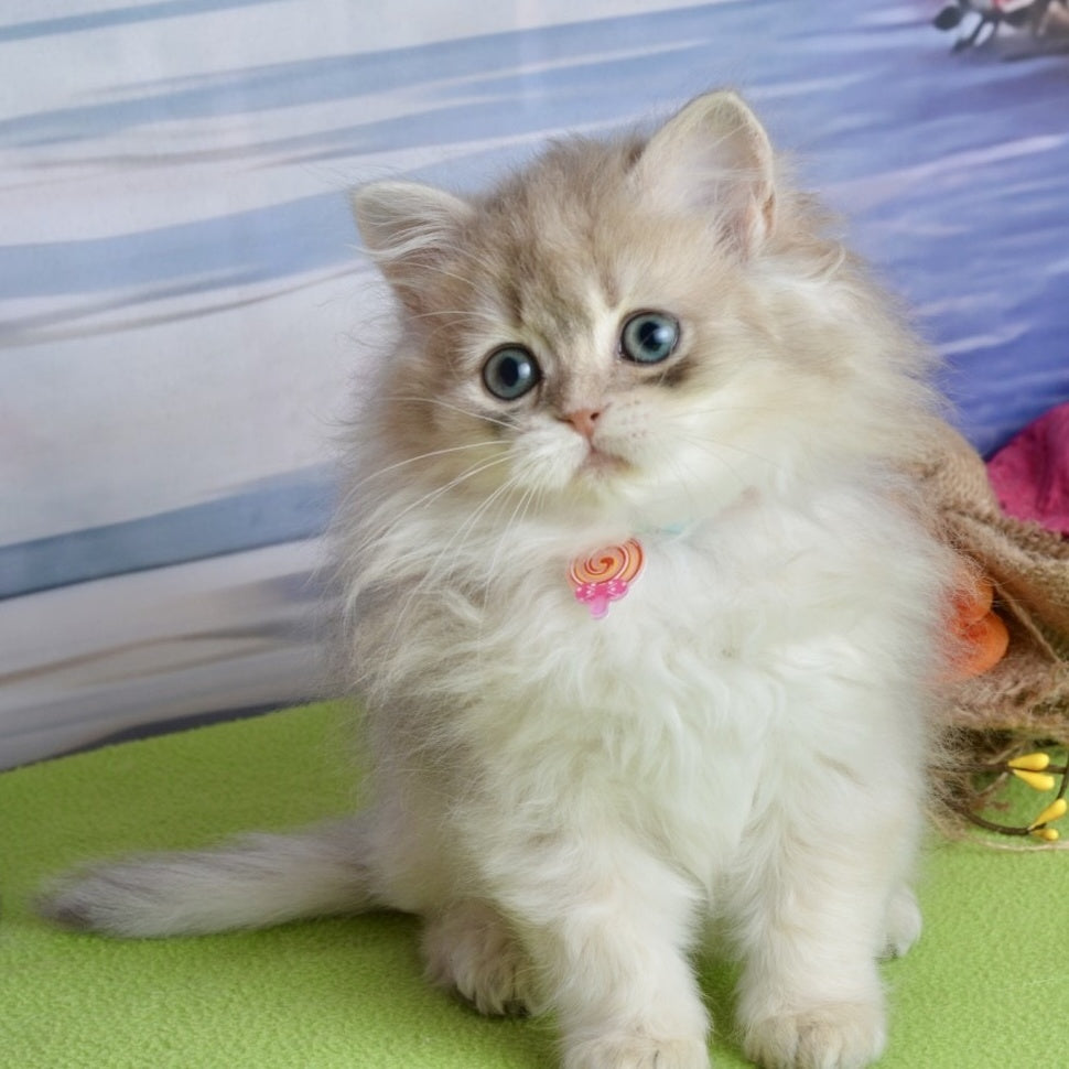 Viva Scottish Straight female, blue silver shaded