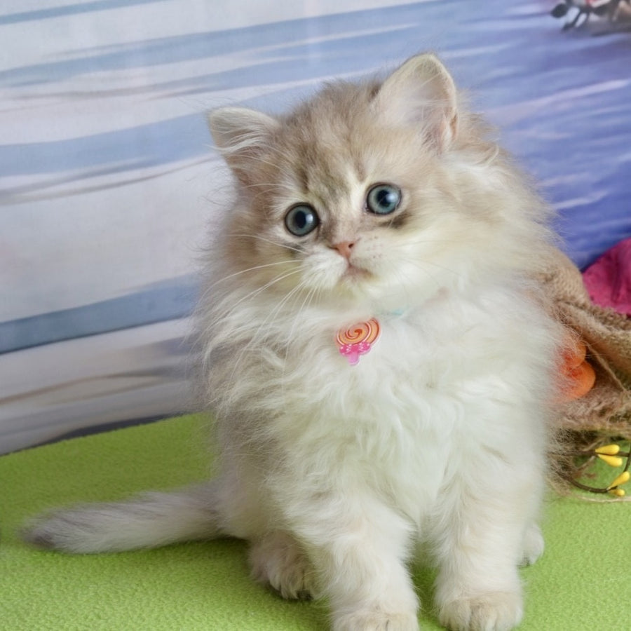 Viva Scottish Straight female, blue silver shaded