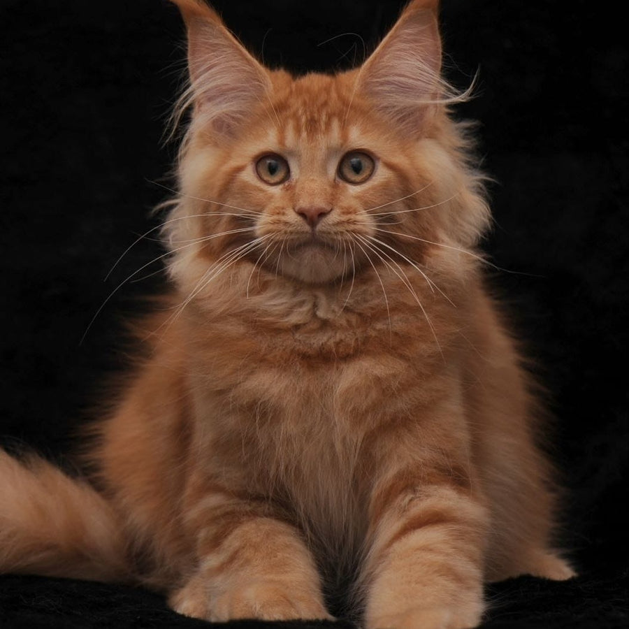 Raily Maine Coon female, red