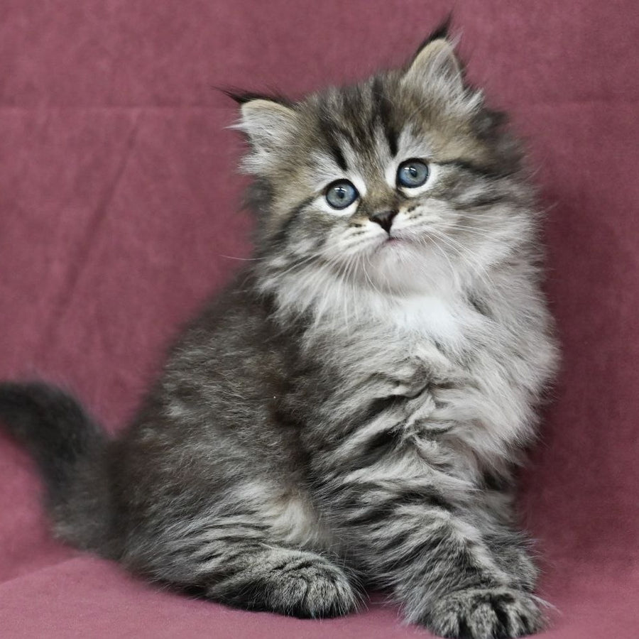 Margo Siberian female, black spotted tabby