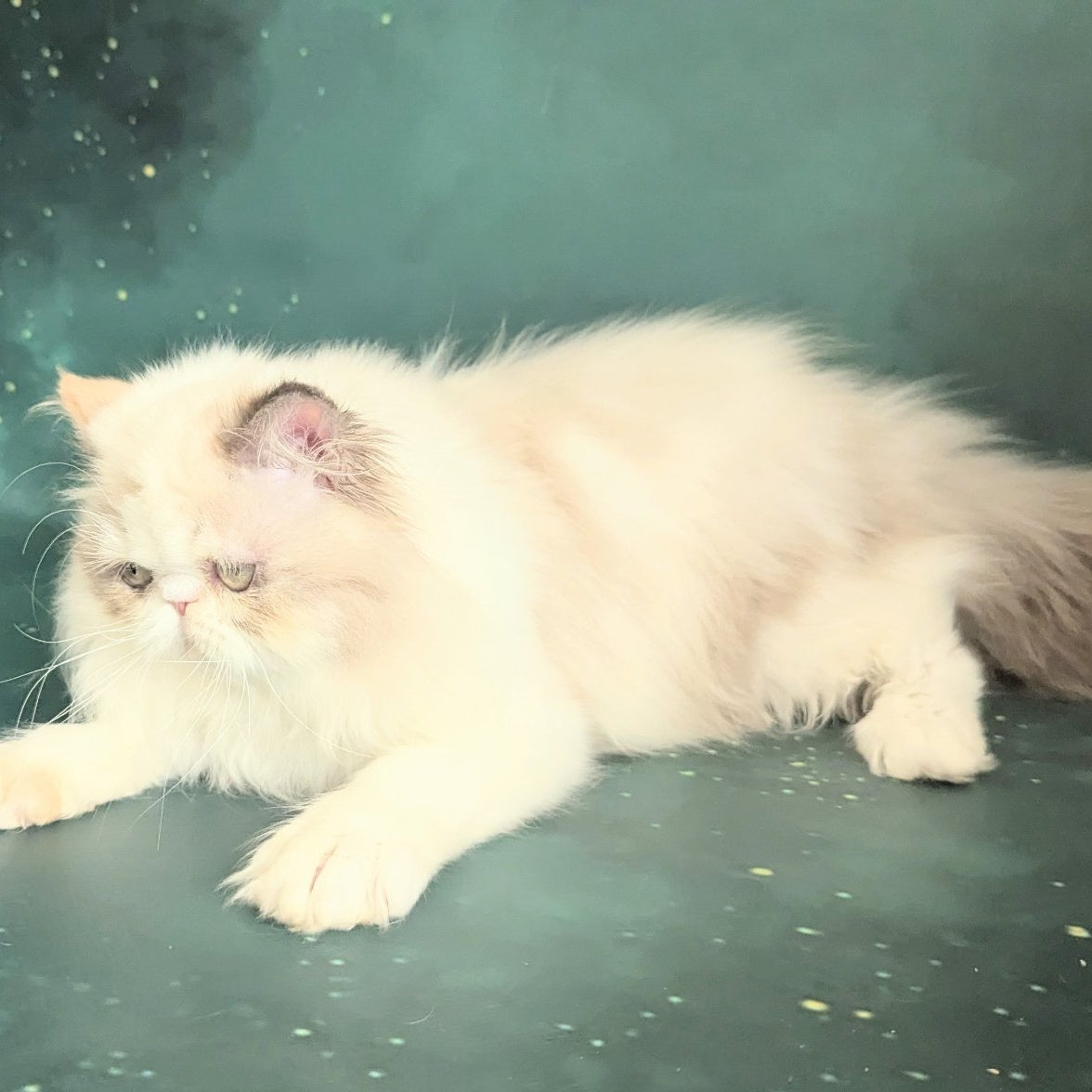 Nelli Persian female, blue tortie pointed bicolour