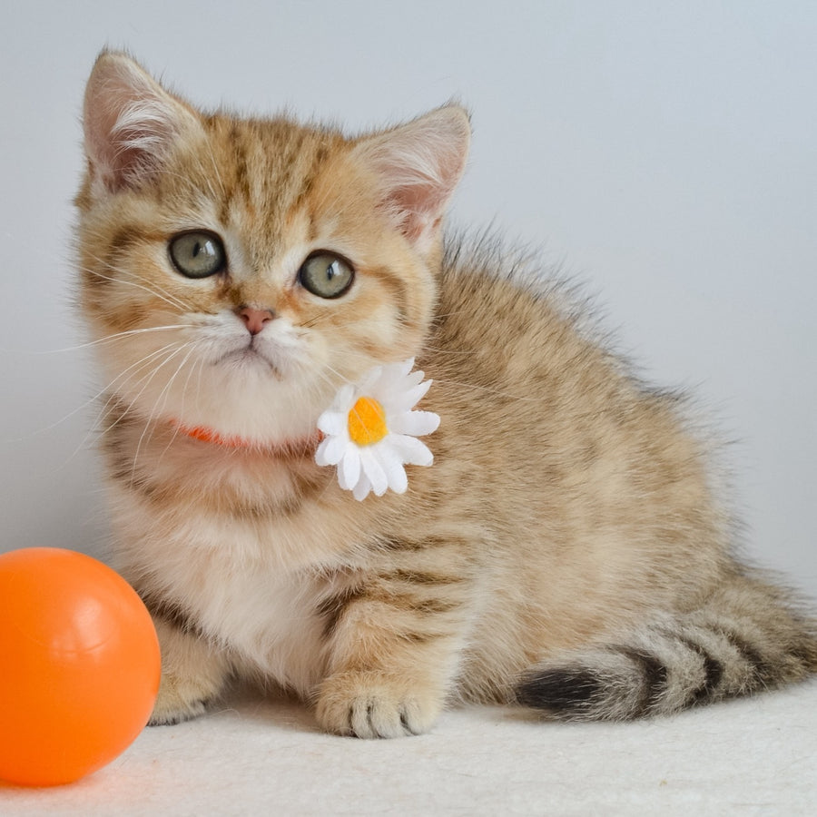 Ines Munchkin female, black golden spotted tabby