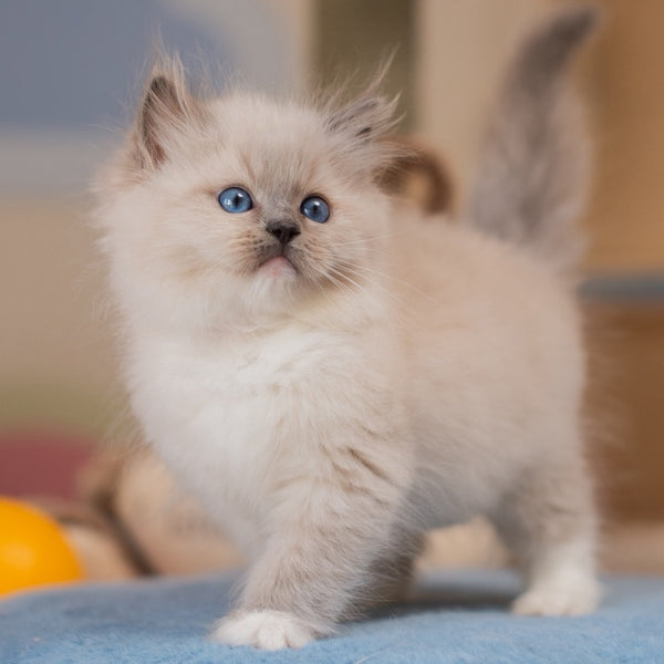 Yale Ragdoll male, blue mitted