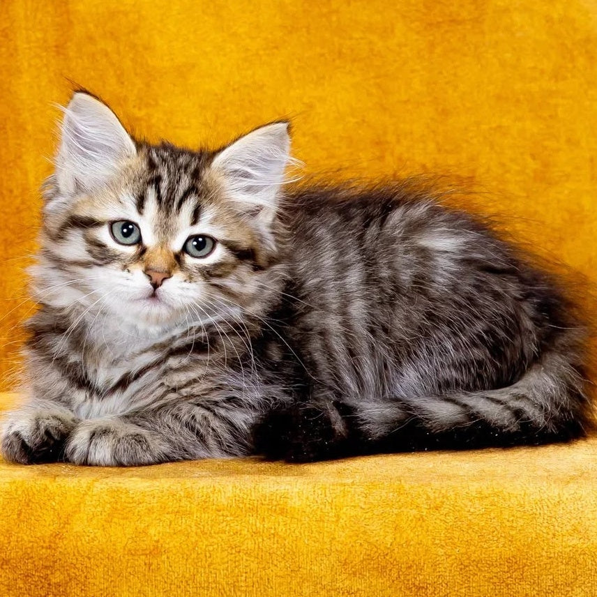 Kazimir Siberian male, black spotted tabby