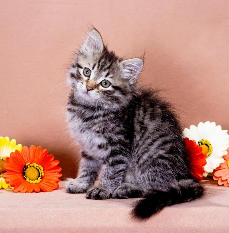 Dastin Siberian male black spotted tabby - live animals