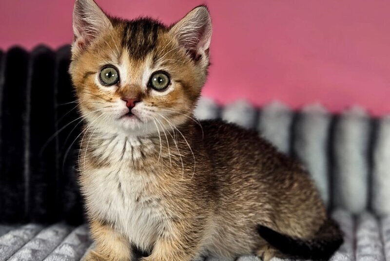 Mikaella Munchkin female, black ticked tabby