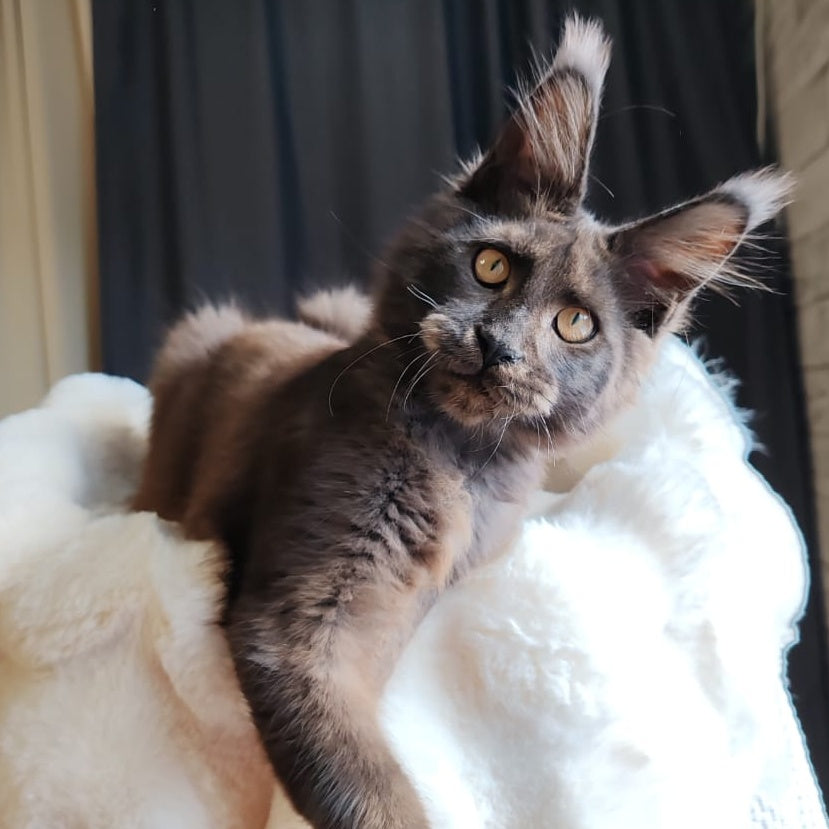 Sarhan Maine Coon male, black silver