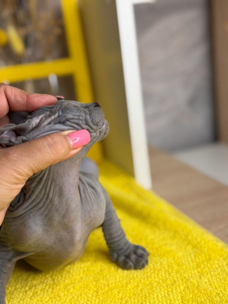 Germes Canadian Sphynx male, blue