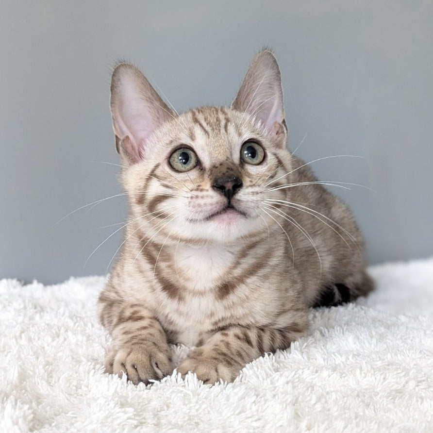 Chester Bengal male, black spotted tabby pointed