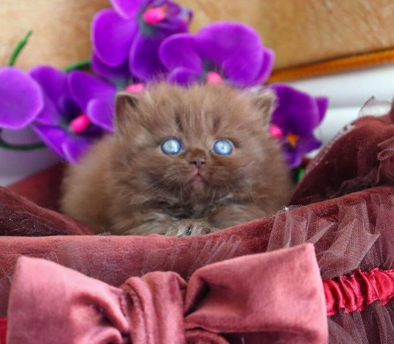 Stream British Longhair male chocolate - live animals