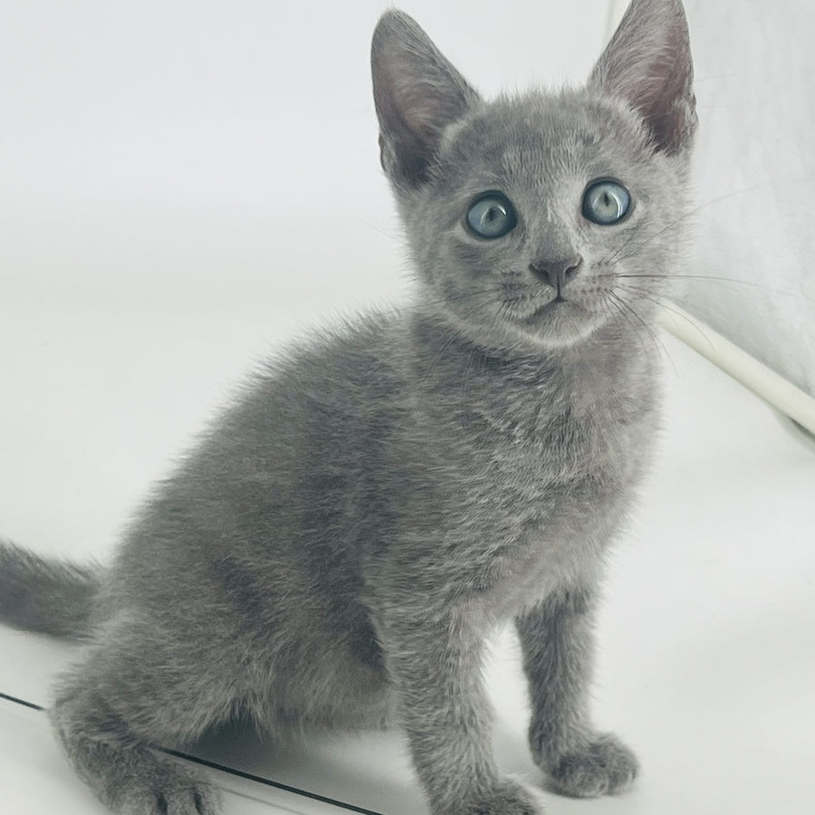 Aron Russian Blue male, blue